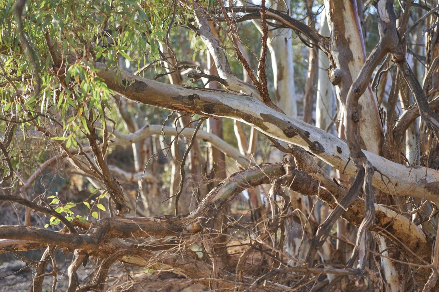 Leigh Creek Attractions Visit Leigh Creek